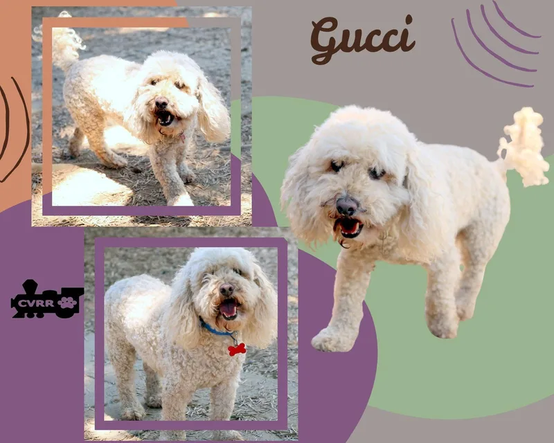 Gucci