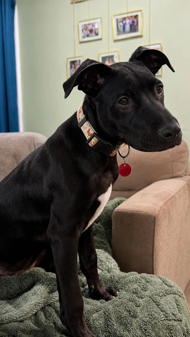 A young large-sized male Labrador Retriever dog named Chicken for adoption in Nashville, TN