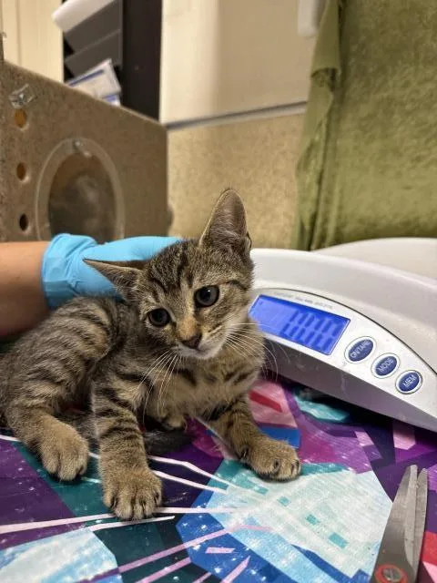A baby small-sized female Domestic Short Hair cat named Lisa for adoption in Riverside, CA