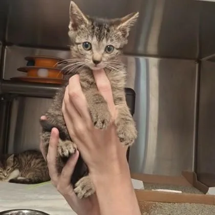 Kimba