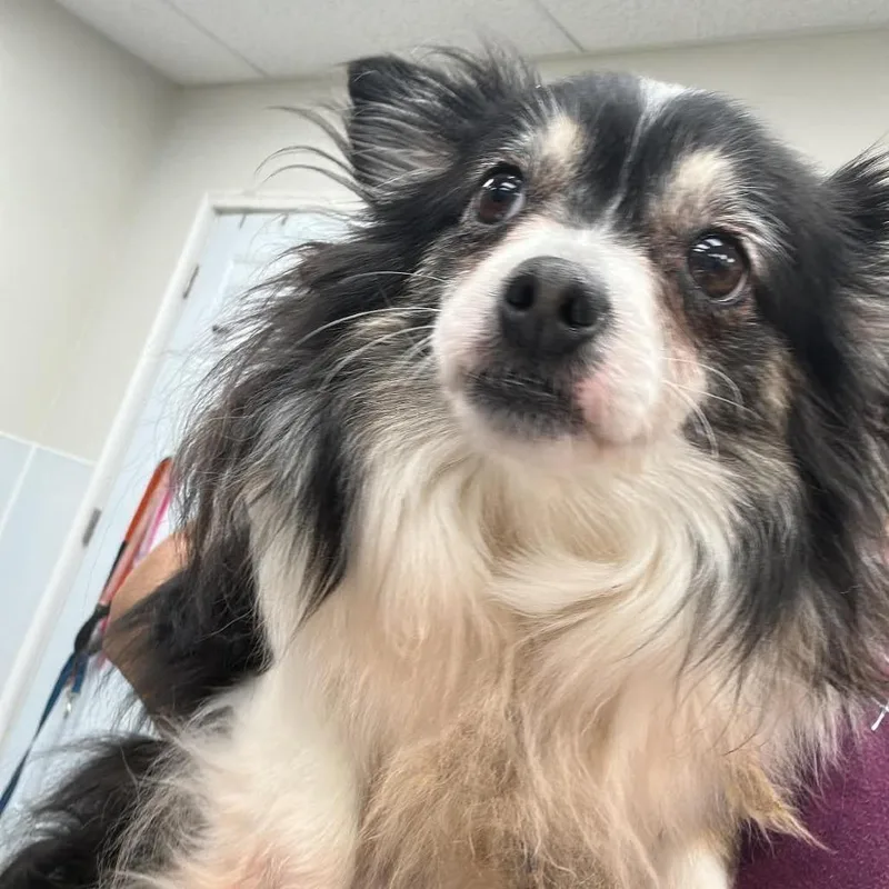 An adult small-sized female Black Mixed Breed dog named Belle for adoption in Fredericksburg, VA