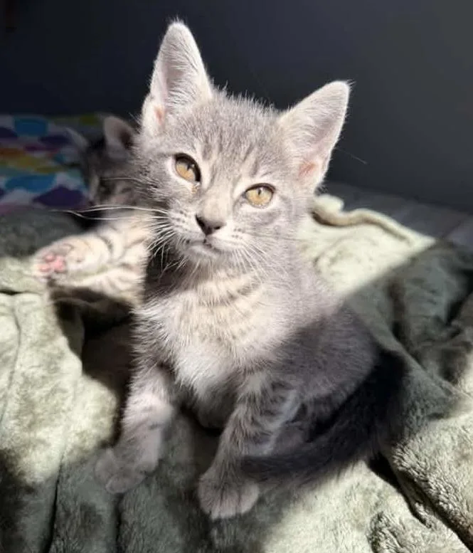 A baby medium-sized male Tabby (Gray / Blue / Silver) Domestic Short Hair cat named Rowan for adoption in Breinigsville, PA
