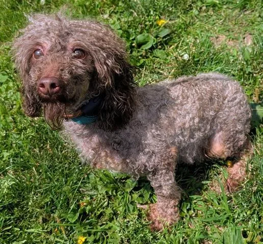 An adult small-sized male Poodle dog named Muffin for adoption in Akron, OH