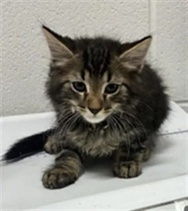 A baby small-sized male Domestic Medium Hair cat named Maverick for adoption in Upper Marlboro, MD