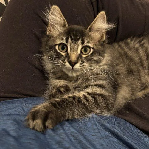 Franco