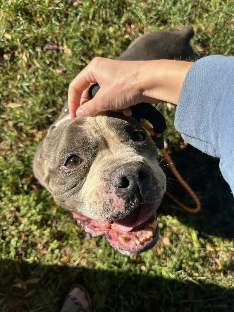 Big Tank thumbnail 5