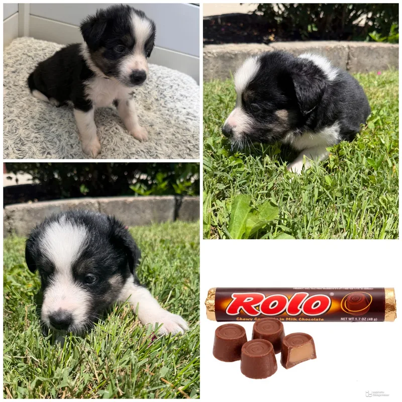 A baby medium-sized male Tricolor (Brown, Black, & White) Mixed Breed dog named Rolo for adoption in Spring hill, TN