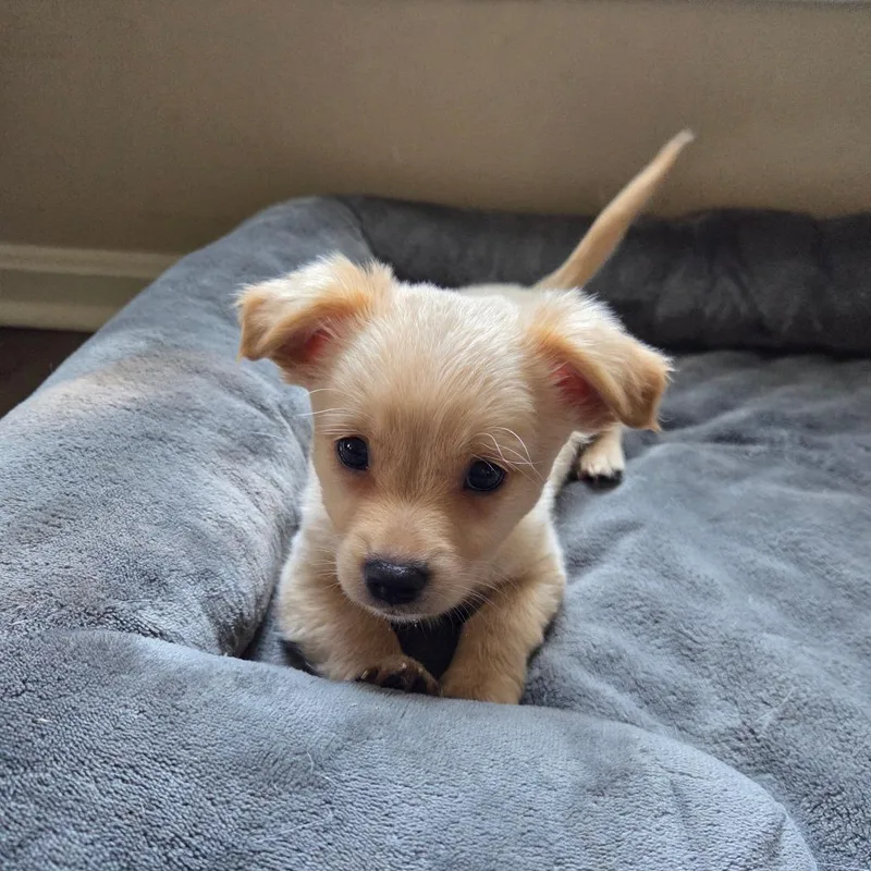 A baby medium-sized male Golden Terrier dog named Cypress for adoption in La Grange, KY