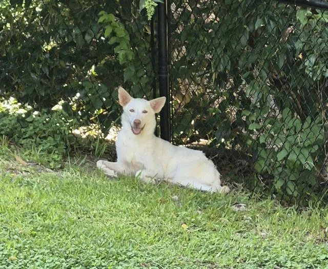 A young medium-sized female Husky dog named Misty for adoption in San Antonio, TX