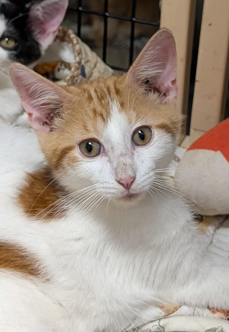 A young medium-sized male Orange & White Domestic Short Hair cat named Chippy for adoption in Pompano Beach, FL