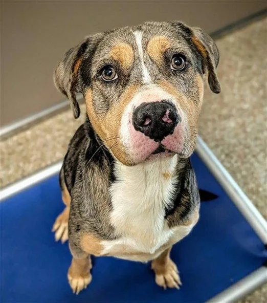An adult medium-sized male Catahoula Leopard Dog dog named Zeus for adoption in Clyde, NC