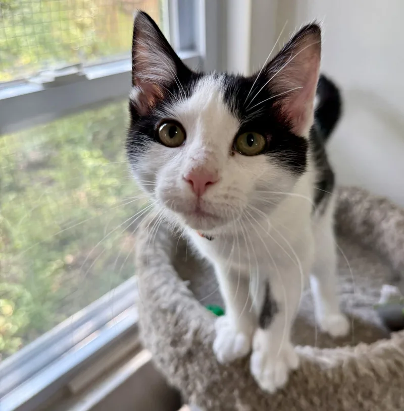 A baby small-sized male Black & White / Tuxedo Domestic Short Hair cat named Larry George for adoption in Ashland, OH