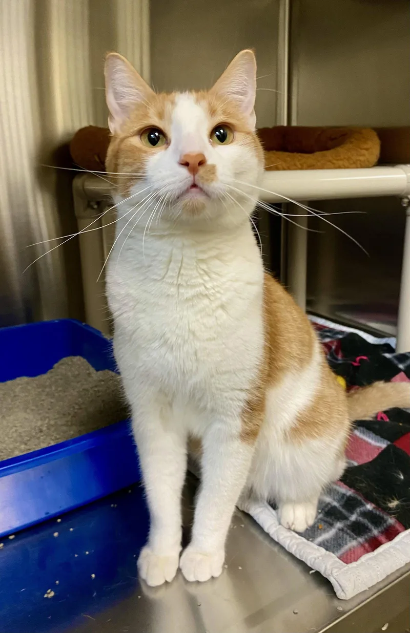 An adult medium-sized male Orange & White Domestic Short Hair cat named Lucian for adoption in Fargo, ND