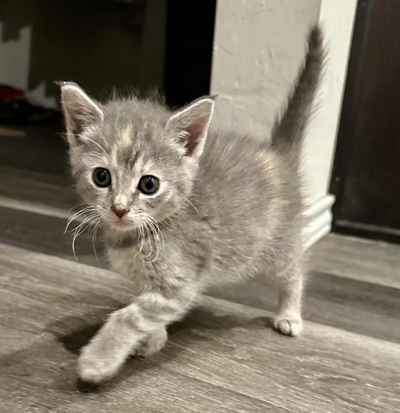 A baby small-sized male Gray / Blue / Silver Domestic Short Hair cat named Macaroni for adoption in Shawnee, OK