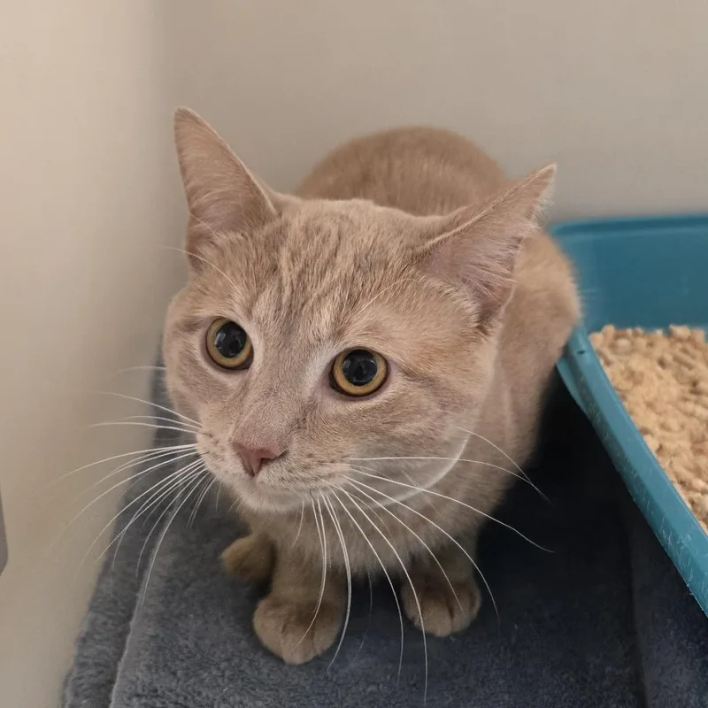 A young medium-sized male Buff / Tan / Fawn Domestic Short Hair cat named Gilbert for adoption in Tawas City, MI