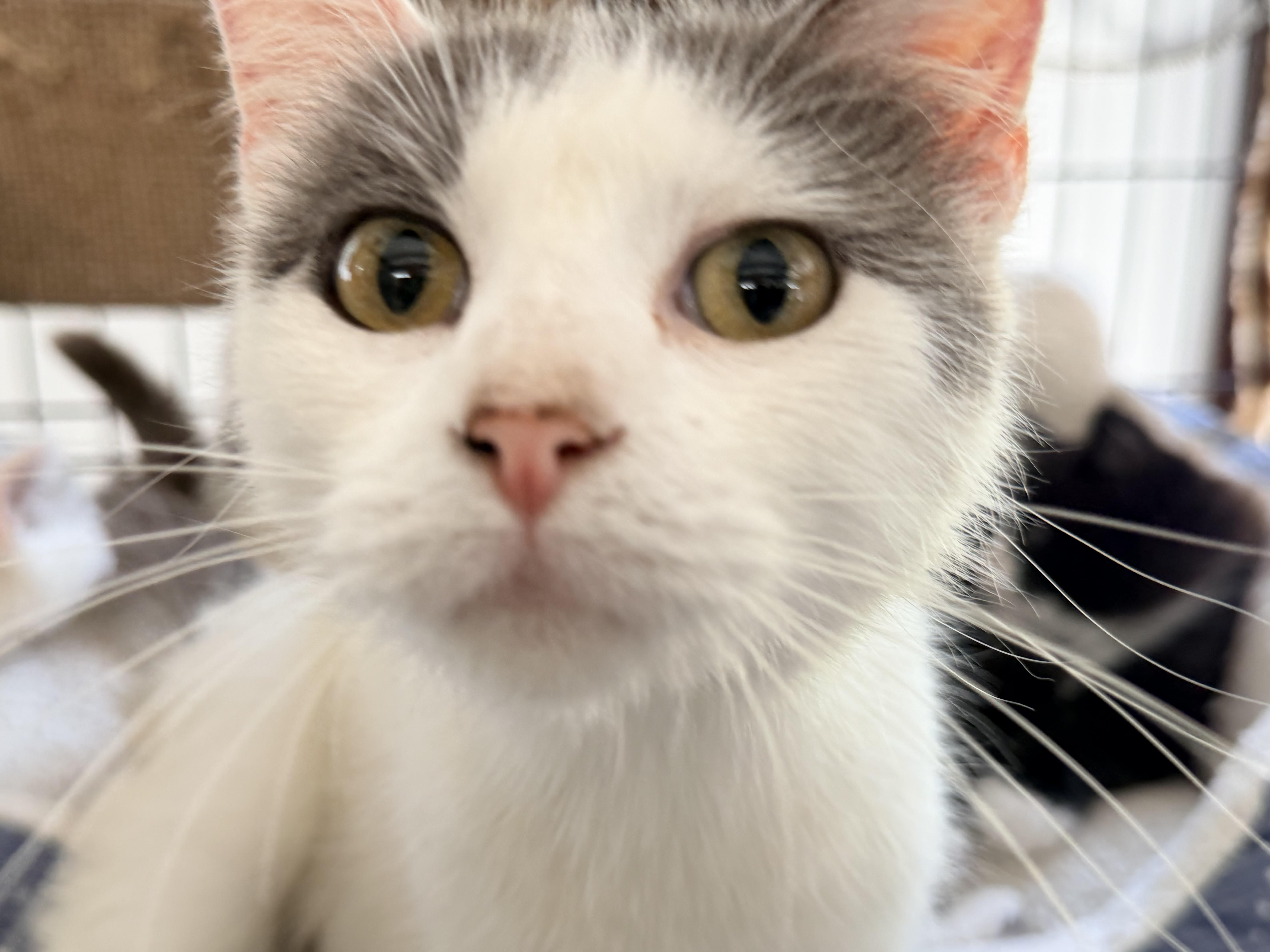 An adult medium-sized female Turkish Van cat named Angel for adoption in Horseshoe Bend, AR