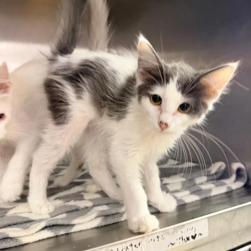 A baby small-sized female White Domestic Long Hair cat named Maggie for adoption in Hemet, CA