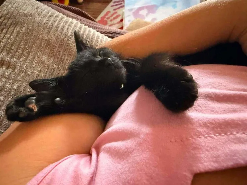 A baby small-sized female Black Domestic Short Hair cat named Mystic Willow for adoption in DELTONA, FL