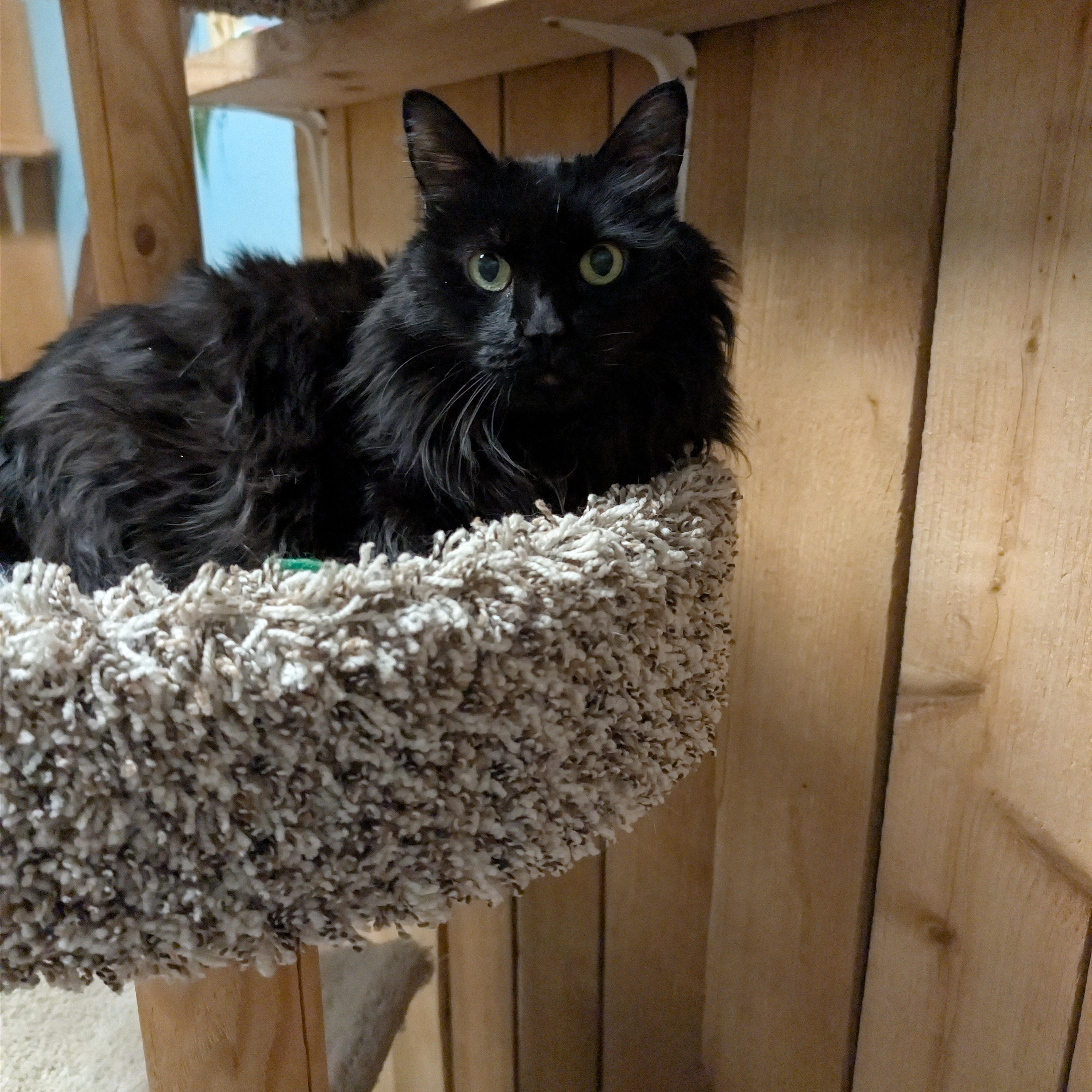 Chloe