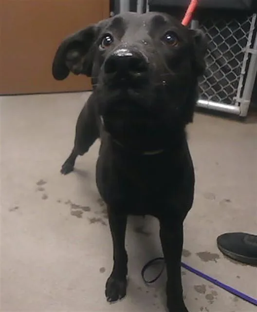 A young large-sized male German Shepherd Dog dog named Duke for adoption in Phoenix, AZ