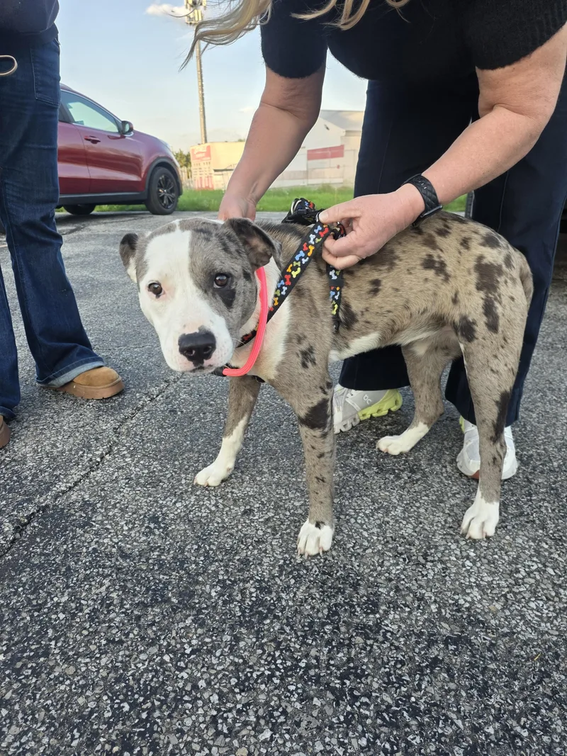 A young large-sized female Catahoula Leopard Dog dog named Sister for adoption in merrillville, IN