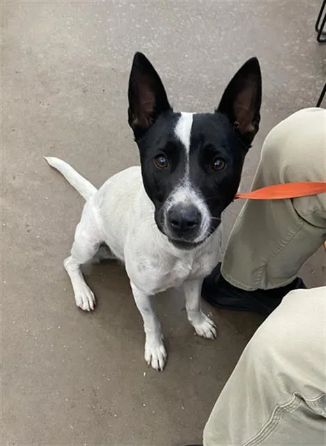 A young large-sized female Mixed Breed dog named Nova for adoption in Dallas, TX