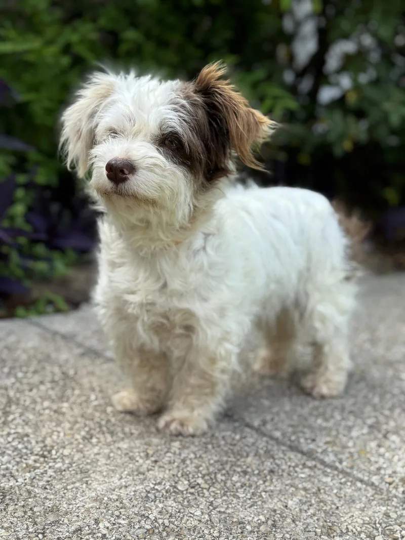 An adult small-sized male Terrier dog named Layla for adoption in Helotes, TX