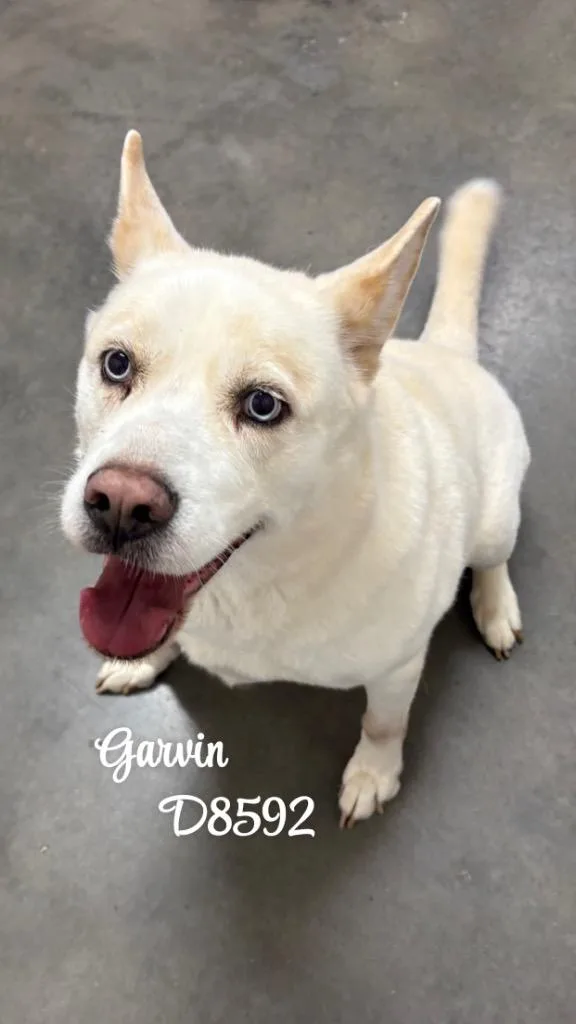 Garvin