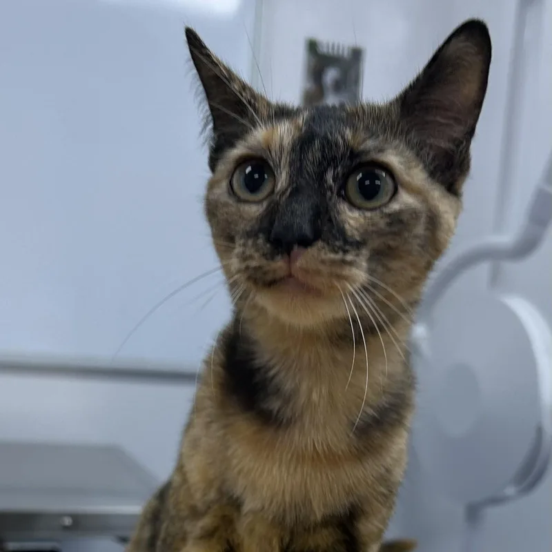 A baby small-sized female American Shorthair cat named Giselle for adoption in Danbury, CT