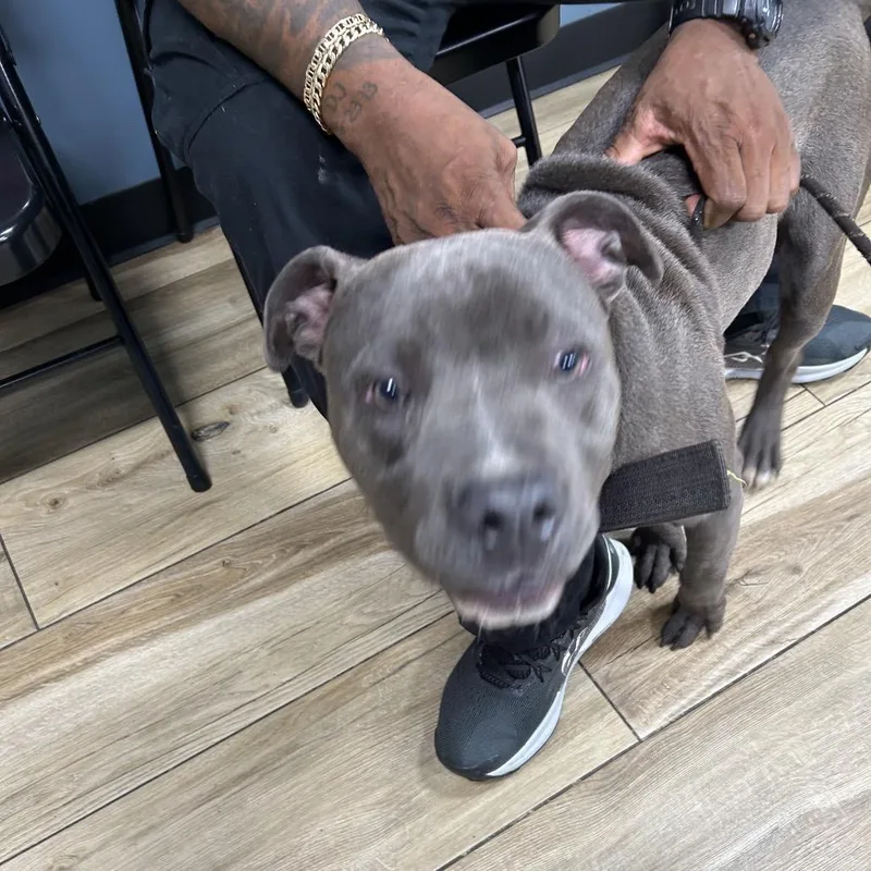 A young medium-sized female Gray / Blue / Silver Pit Bull Terrier dog named Quick Silver for adoption in Newark, NJ