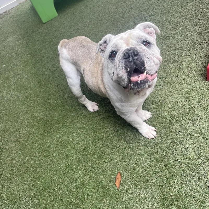 A senior medium-sized female English Bulldog dog named Lola for adoption in Baton Rouge, LA