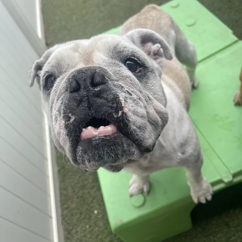 Lola thumbnail 3