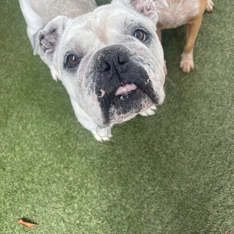 Lola thumbnail 4
