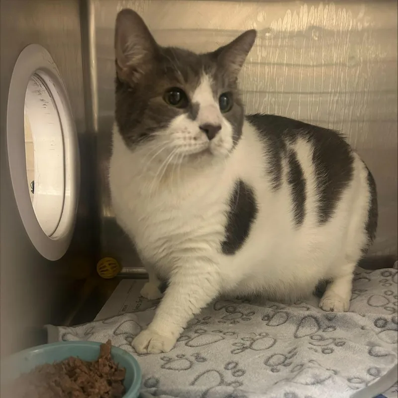 A senior extra large-sized male White Domestic Medium Hair cat named Beau for adoption in Winston-Salem, NC