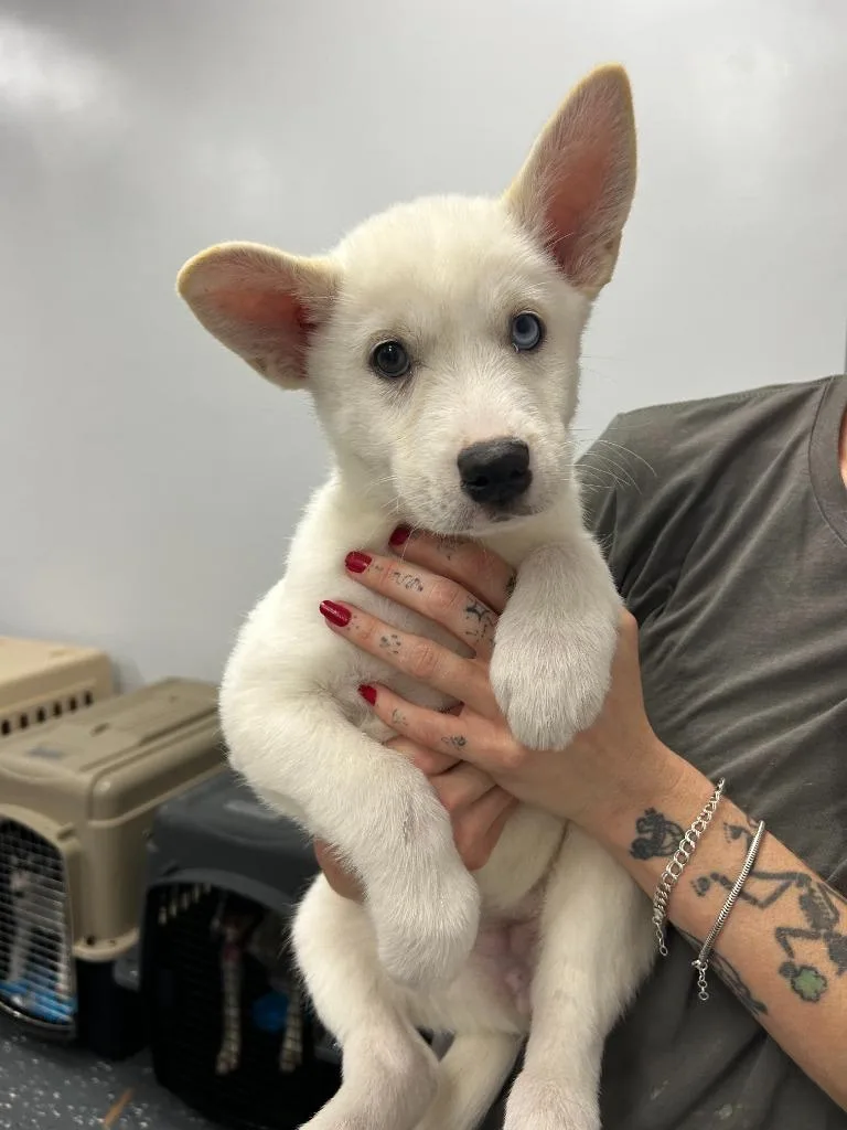 A baby large-sized female Mixed Breed dog named Flurrie for adoption in Thousand Oaks, CA
