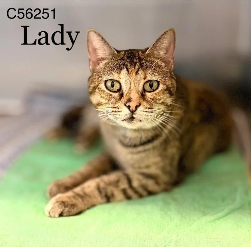 A young medium-sized female Domestic Short Hair cat named Lady for adoption in Clarksville, TN