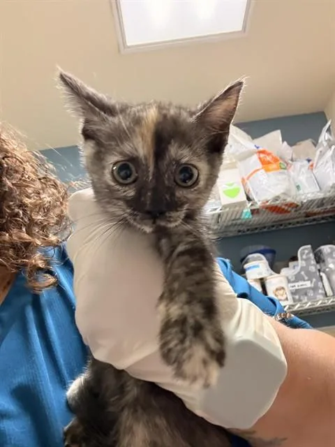 A baby small-sized female Domestic Short Hair cat named Bittercup for adoption in Riverside, CA