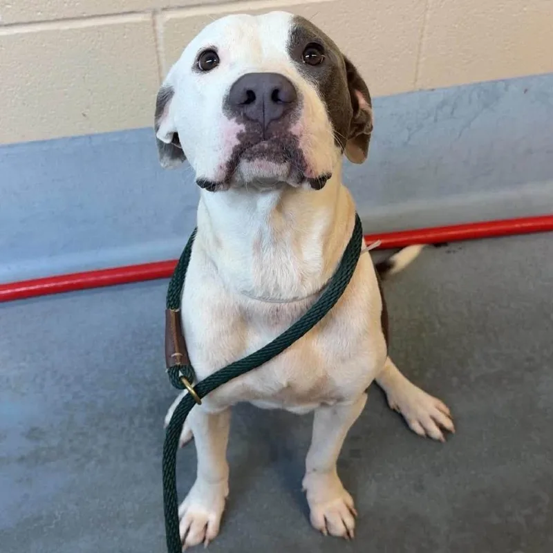 A young medium-sized male White / Cream American Staffordshire Terrier dog named Debo for adoption in Pittsburgh, PA
