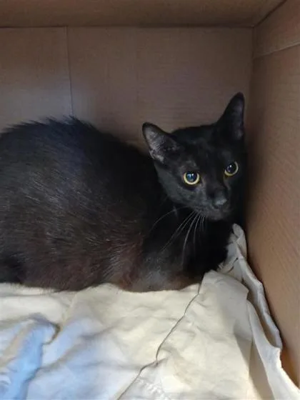 An adult small-sized male Domestic Short Hair cat named Romeo for adoption in Largo, FL