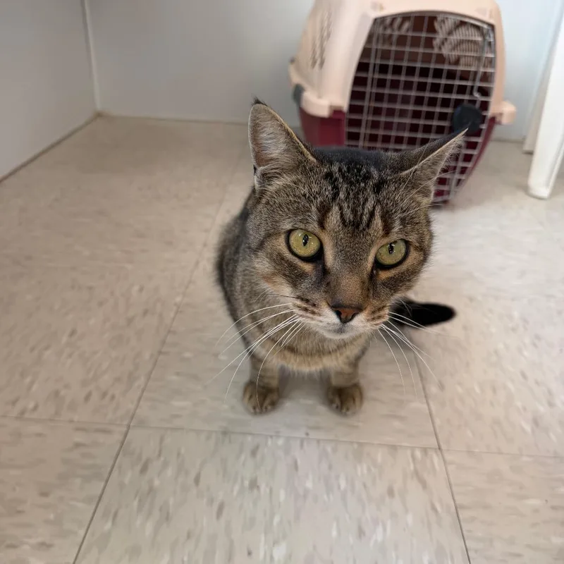 An adult large-sized male Gray / Blue / Silver Domestic Short Hair cat named Potion for adoption in Binghamton, NY