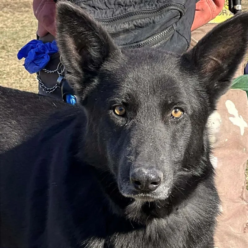 An adult large-sized male Black Mixed Breed dog named Loki for adoption in Huntington, WV