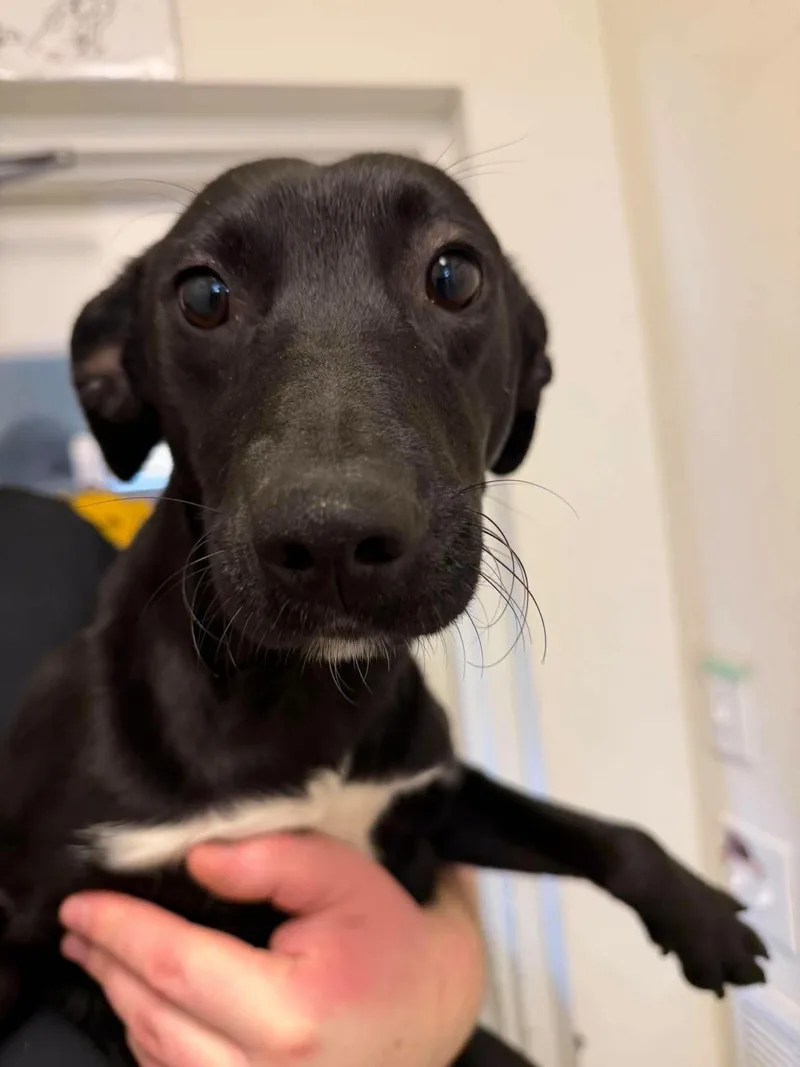 A young large-sized male Black Labrador Retriever dog named Rex for adoption in Weaverville, CA