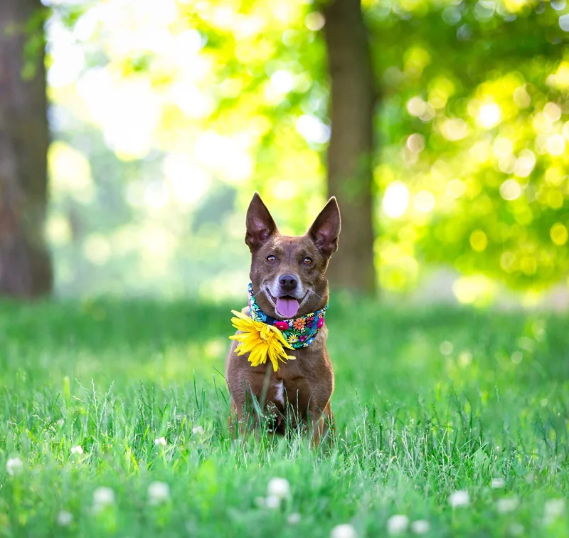 A young medium-sized female Corgi dog named Ginger for adoption in Coatesville, PA