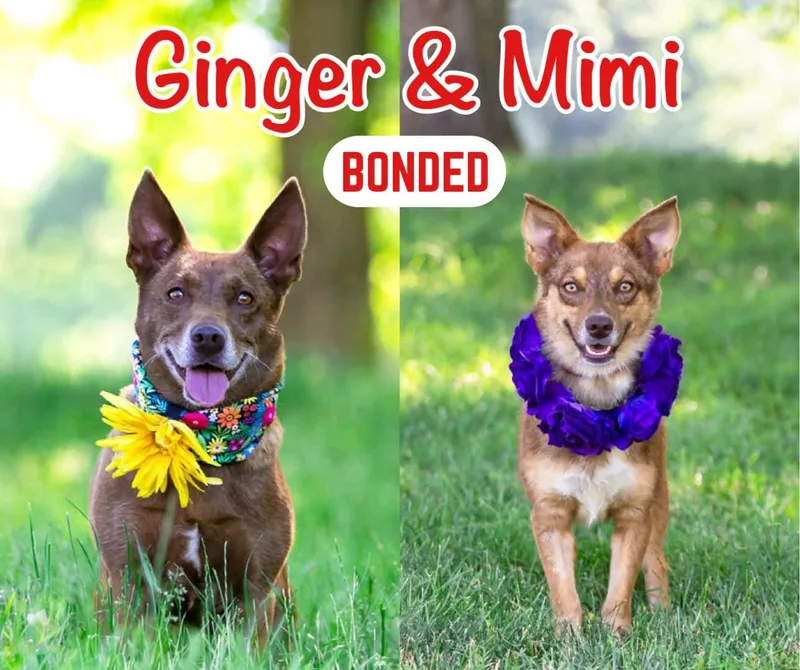 Ginger thumbnail 3
