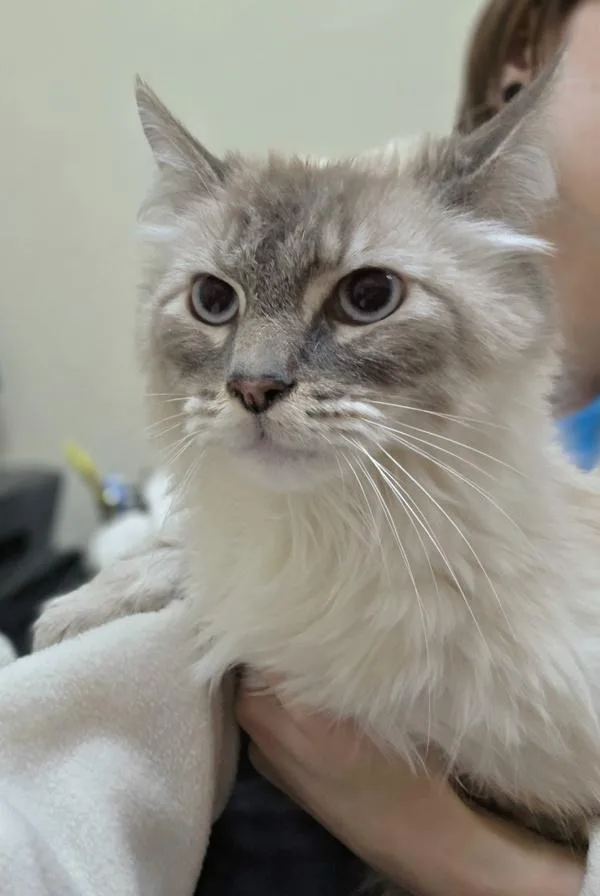 A young medium-sized male Siamese cat named Hank for adoption in Kennewick, WA