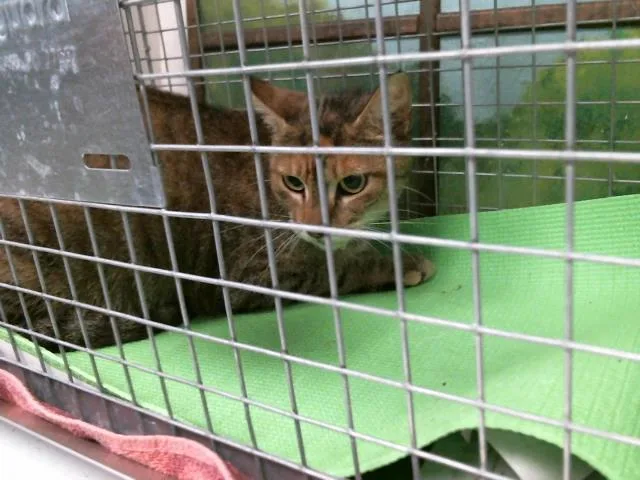 A young medium-sized female Domestic Short Hair cat named A for adoption in Houston, TX