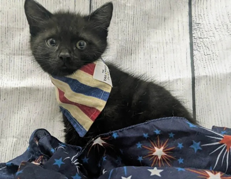A baby medium-sized male Domestic Short Hair cat named Baby Huey for adoption in Chesapeake Beach, MD