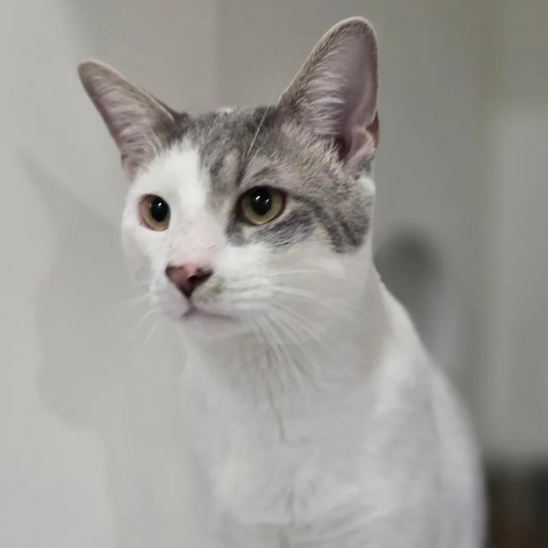 A young medium-sized male White Domestic Short Hair cat named Binx for adoption in Elizabeth City, NC