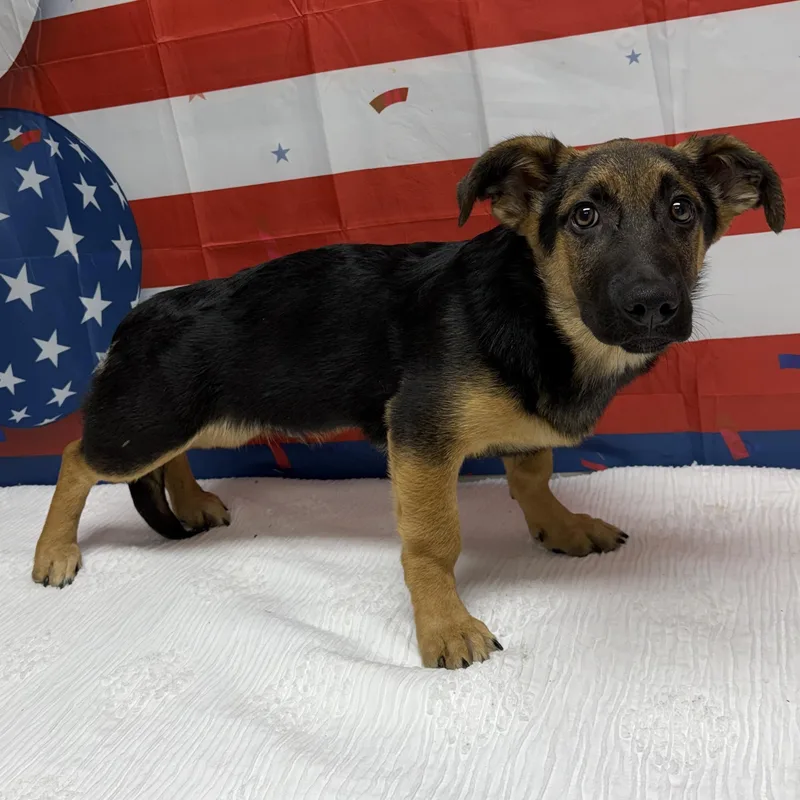 A young medium-sized male Black German Shepherd Dog dog named Kawasaki for adoption in Urbana, OH