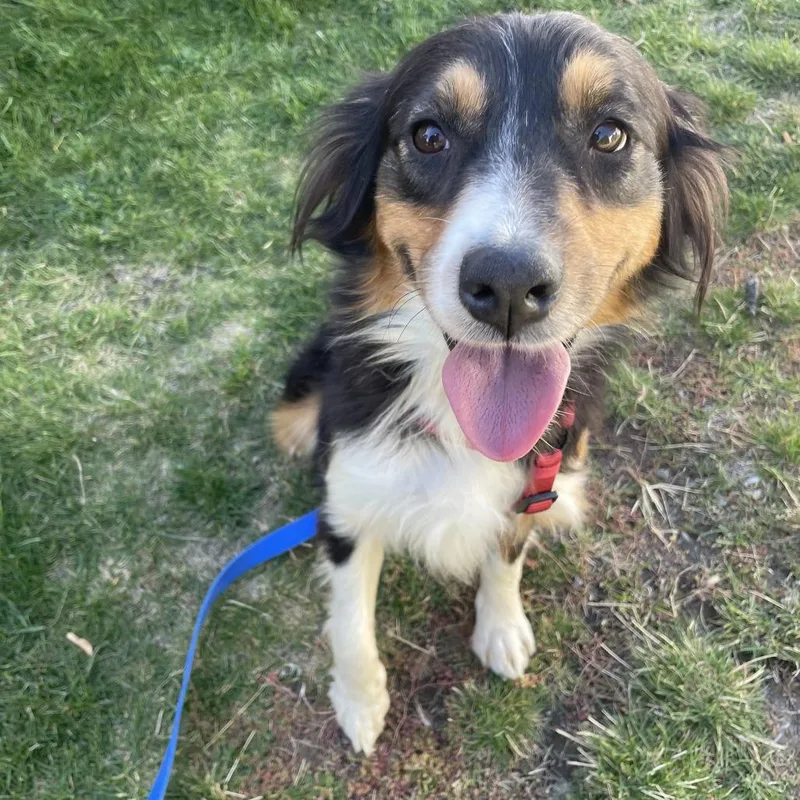 An adult medium-sized female Australian Shepherd dog named Ruby for adoption in Tacoma, WA